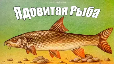 Какая рыба самая полезная и какая рыба самая вредная: мнение диетологов -  11 марта 2023 - V1.ру