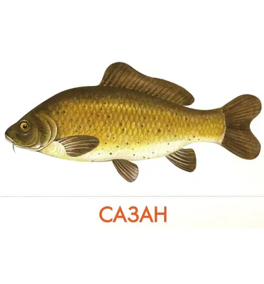 Дидактические карточки Речные рыбы | Дефектология Проф