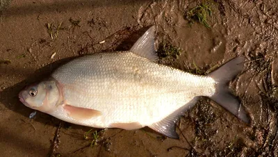 Чем опасна рыба: какие заболевания передаются с речной рыбой - 7 ноября  2021 - 45.ру