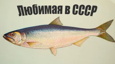 Список речной рыбы с названиями, фото и описанием