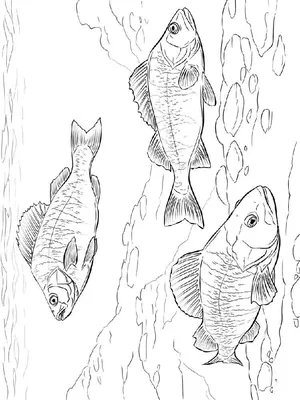 Рыбы внутренних вод , Том 2 @ НАЦИОНАЛЬНЫЙ АТЛАС РОССИИ