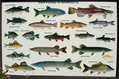 Редкие рыбы озера Ханка