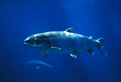 Пожалуй, самая необычная речная рыба России: может спасти от цунами, \"петь\"  и питаться воздухом! | Планетяне | Дзен
