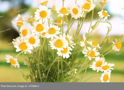 Купить фотообои Крупным планом цветок ромашки 142572802 в интернет-магазине  zakagioboi.ru