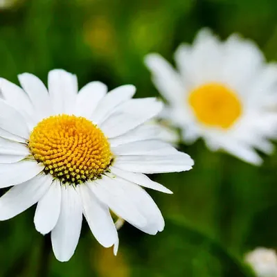 Ромашка Цветок Лето Крупным - Бесплатное фото на Pixabay - Pixabay