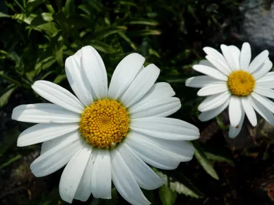 Фото боке белая цветок Ромашки Крупным планом 4000x2667
