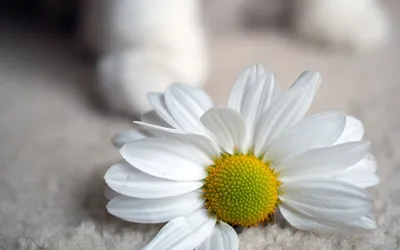 Бесплатное изображение: ромашки, цветочный сад, Цветы, Белый цветок,  желтый, крупным планом, лепестки, Лепесток, Лето, Луг