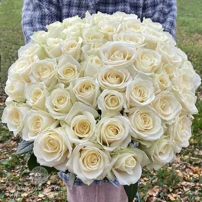 Роза Аваланч, 60 см - заказать и купить цветы с доставкой | Donpion
