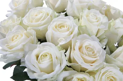 Роза сорта «Пич Аваланж» (Peach Avalanche) - 150 руб, купить в Воронеже в  магазине «Цветы Экспресс»