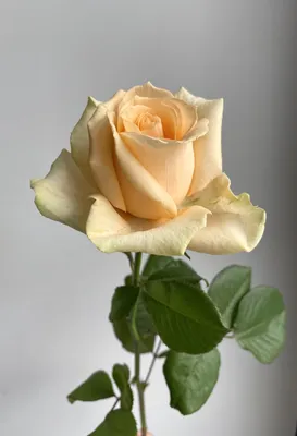 Роза аваланш (россия) 50 см – Цветочная Лав-Лавка