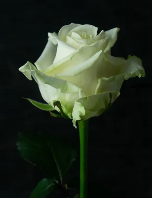Купить Букет из 51 розы аваланж на сайте магазина Цветочный Рай в  Новороссийске