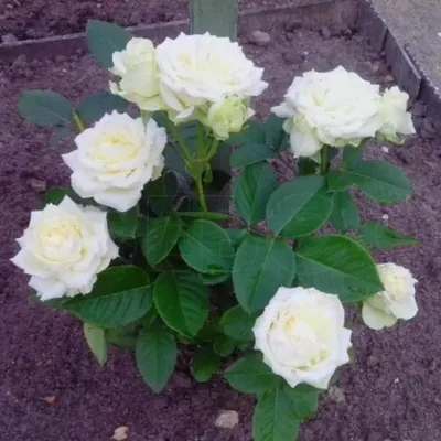 Купить розы Аваланж оптом по лучшим ценам в Москве - Ступинский тепличный  комбинат Мосроза