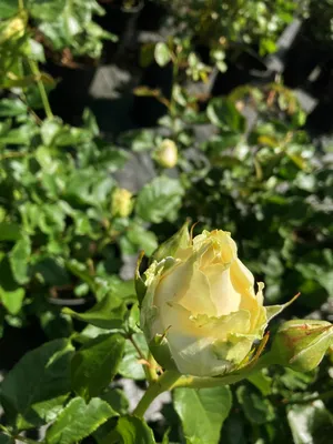 роза #Аваланж /Чайно-гибридная роза Аваланж (лат. rose Avalanche),  выращенная в теплице. Сезон 2019 - YouTube