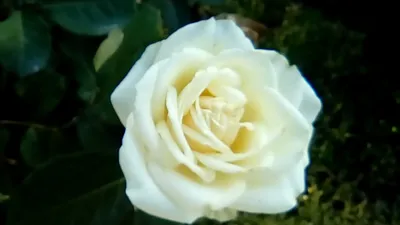 Купить Букет из 19 роз Аваланж на сайте магазина Цветочный Рай в  Новороссийске