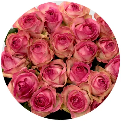 https://viaflor.com.ua/roses/25-roses-avalanche/