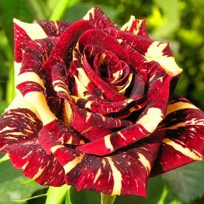 Саженцы розы флорибунда Фокус Покус (Hocus Pocus) купить в Москве по цене  от 1 800 до 2340 руб. - питомник растений Элитный Сад