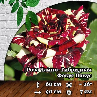 Роза чайно-гибридная Фокус-Покус С4 купить за 950 р. в садовом центре АСТ  Медовое