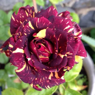 Цветы и всё для выращивания цветов : Роза Hokus Pokus ( Фокус Покус )