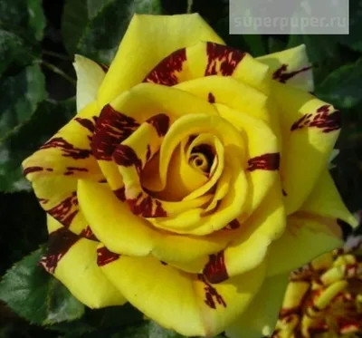Саженец роза чайно-гибридная зимостойкая Фокус Покус — купить в  интернет-магазине по низкой цене на Яндекс Маркете