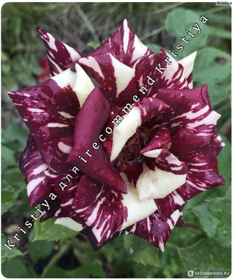 Купить саженцы Роза Фокус покус (Hocus pocus) в питомнике. Для сорта Роза  Фокус покус (Hocus pocus) есть описание, фото, цены и отзывы садоводов.