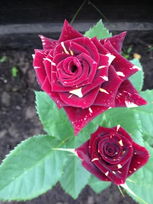 Garden Seasons Роза флорибунда Фокус Покус