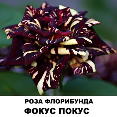 Галерея - Hocus Pocus (KORpocus, Hocus Pocus Kordana) - Энциклопедия роз