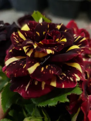 Купить саженцы Фокус Покус (Hocus Pocus) розы с доставкой по России -  Магазин саженцев Gardenson