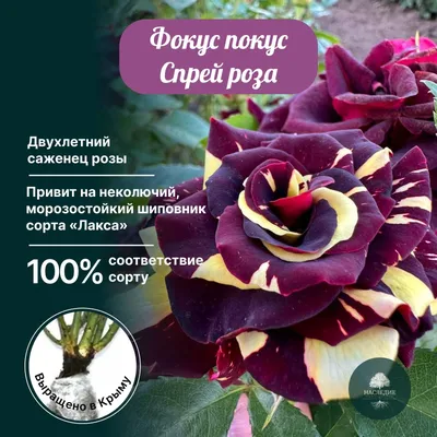 Роза флорибунда Фокус Покус (Floribunda rose Hocus Pocus) Кордес (Kordes) -  «В чем Фокус розы Фокус Покус? » | отзывы