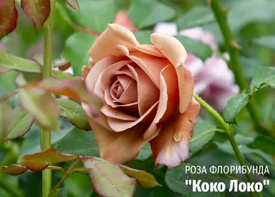Купить саженцы розы Отелло доставка почтой | Питомник саженцев «КФХ  Фруктовый сад»