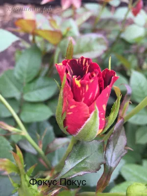 Купить саженцы розы фокус покус в Крыму - Наш Сад