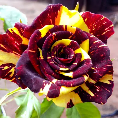 Роза Фокус Покус | саженцы двухцветной бордово-желтой розы