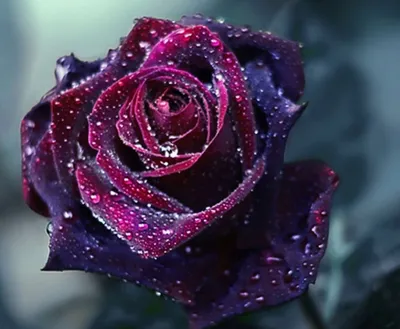 Красивые розовые цветы - 67 фото