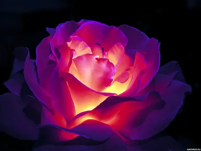 Светящаяся изнутри роза — Фото аватарки | Необычные цветы, Цветы, Розы