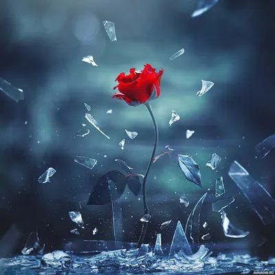 Цветы, #Розы, #аватары, #картинки, #фото, #авы,  https://avatarko.ru/kartinka/14536 | Розы, Цветы, Природа