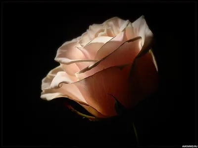 MERAGOR | Цветок розы на аву