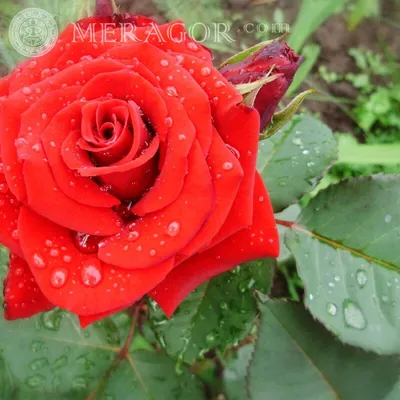 Красивейшие розы мира - 67 фото