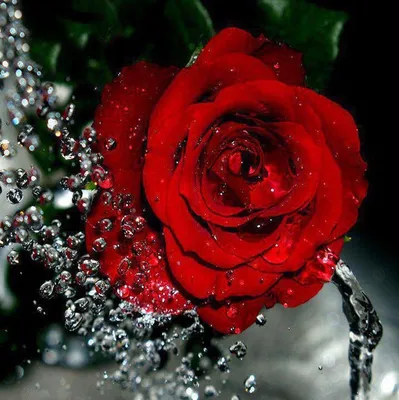 Самые красивые розы - 70 фото