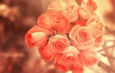 Картинки На Аву Цветы Розы – Telegraph