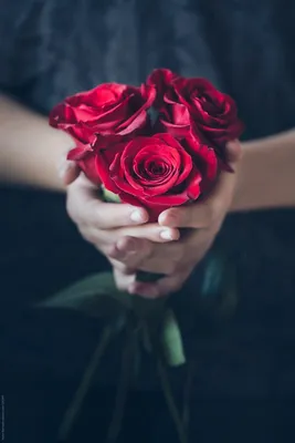 Роза в руке - красивые фото
