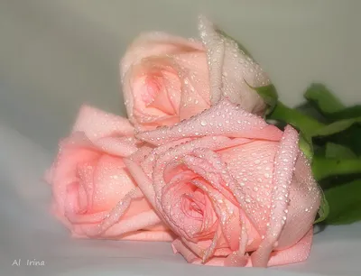 Розы красивые картинки обои - подборка