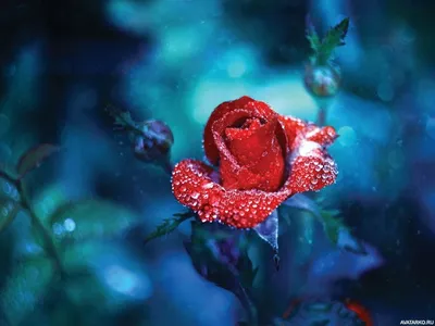 Красивые картинки розы и букеты роз - самые удивительные