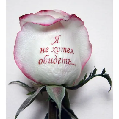 розы с надписью и фото