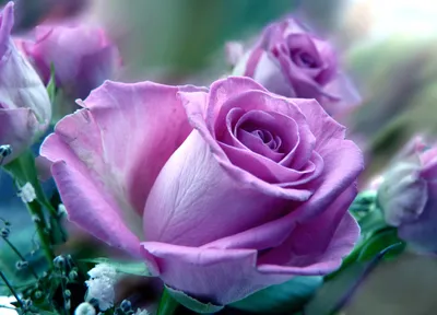 Фото Цветов В Хорошем Качестве Розы – Telegraph