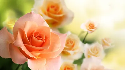 Блог | Как долго живут розы?