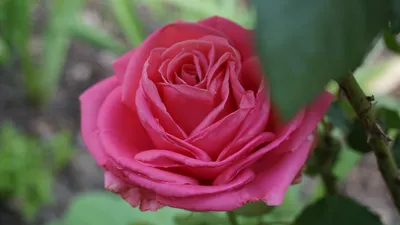 13 эффектных роз для вашего сада - видео HD с названием сортов | РОЗОВЕДКА  | Дзен