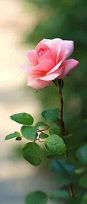 роза цветок розы летом на кусте Фон Обои Изображение для бесплатной  загрузки - Pngtree