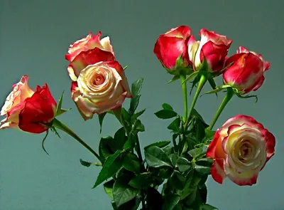 красная роза цветок природа в хорошем качестве Обои на рабочий стол - Mirowo