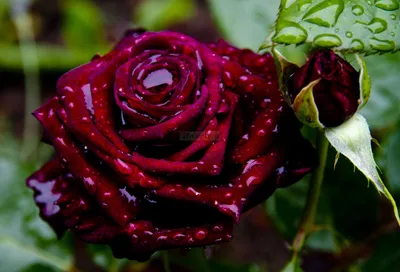 букет розовых роз на темном фоне, букет розовых роз, Hd фотография фото,  цветок фон картинки и Фото для бесплатной загрузки