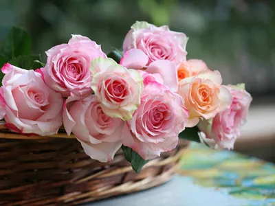 Обои для рабочего стола роза розовых Цветы корзины Крупным планом