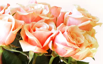 Роза «Фридом»: особенности и секреты розы премиум класса Блог LotLike